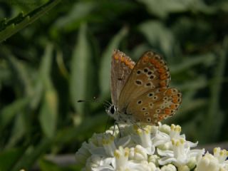 okgzl Esmer (Aricia agestis)