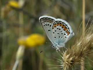 das Mavisi, Esmergz (Plebejus idas)