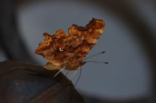 Yrtk Prtk (Inachis c-album)