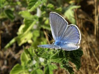 okgzl Mavi (Polyommatus icarus)
