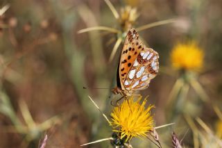 spanyol Kraliesi (Issoria lathonia)