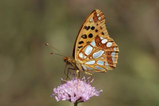 spanyol Kraliesi (Issoria lathonia)
