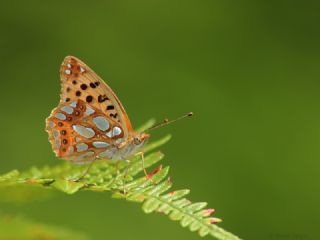 spanyol Kraliesi (Issoria lathonia)