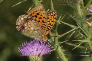 Byk nci (Fabriciana adippe)