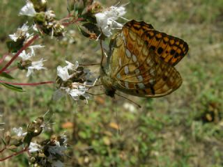 Byk nci (Fabriciana adippe)