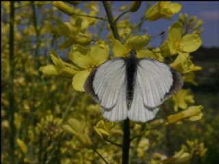 Byk Beyazmelek  (Pieris brassicae)