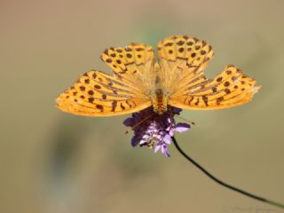 Cengaver (Argynnis paphia)