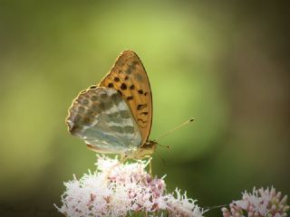 Cengaver (Argynnis paphia)