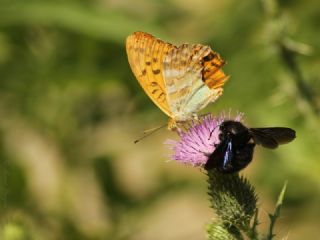 Cengaver (Argynnis paphia)