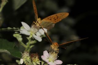 Cengaver (Argynnis paphia)