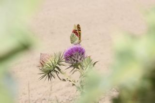 Bahadr (Argynnis pandora)