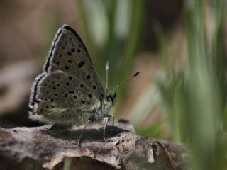 sli Bakr Gzeli (Lycaena tityrus)