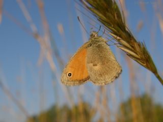 Kk Zpzp Perisi (Coenonympha pamphilus)