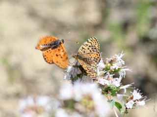 Benekli parhan (Melitaea didyma)