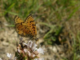 Benekli parhan (Melitaea didyma)