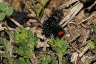 parhan (Melitaea cinxia)