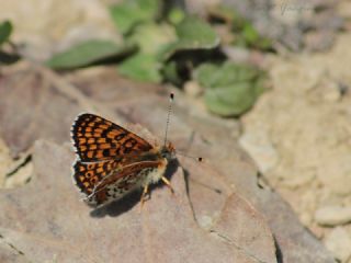 parhan (Melitaea cinxia)