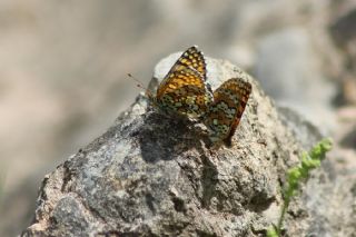�parhan&nbsp;(Melitaea&nbsp;cinxia)