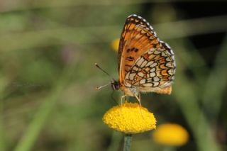 Amannisa (Melitaea athalia)