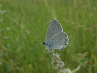 Fransz Everesi (Cupido alcetas)
