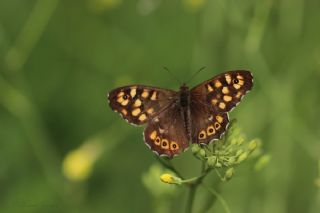 Karanlk Orman Esmeri (Pararge aegeria)