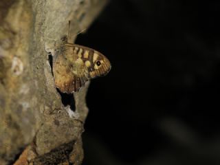 Karanlk Orman Esmeri (Pararge aegeria)