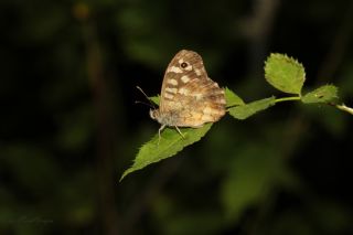 Karanlk Orman Esmeri (Pararge aegeria)