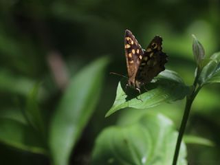 Karanlk Orman Esmeri (Pararge aegeria)