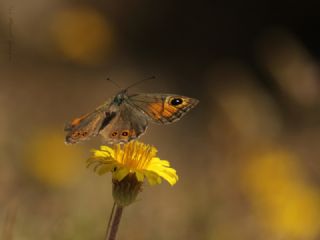 Esmerboncuk (Lasiommata maera)