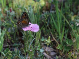 Esmerboncuk (Lasiommata maera)