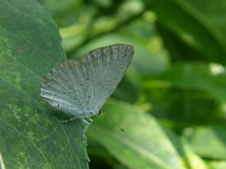 Kutsal Mavi (Celastrina argiolus)