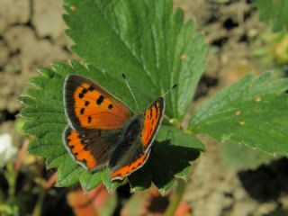 Benekli Bakr Gzeli (Lycaena phlaeas)