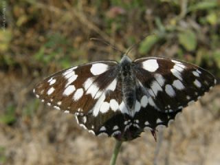 Orman Melikesi (Melanargia galathea)