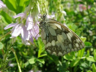 Orman Melikesi (Melanargia galathea)