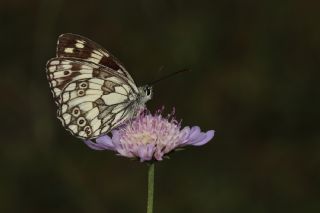 Orman Melikesi&nbsp;(Melanargia&nbsp;galathea)