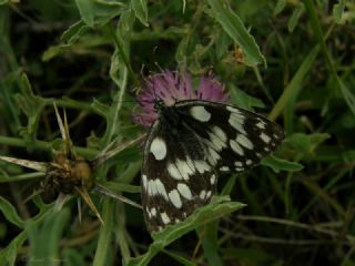 Orman Melikesi (Melanargia galathea)