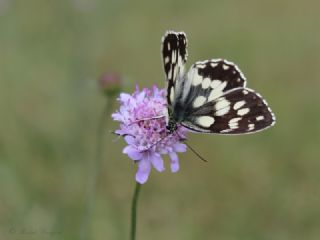 Orman Melikesi (Melanargia galathea)