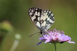 Orman Melikesi (Melanargia galathea)