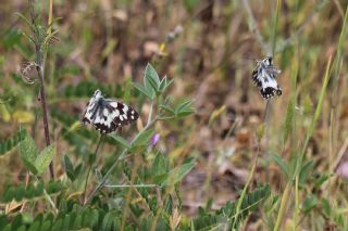 Orman Melikesi (Melanargia galathea)