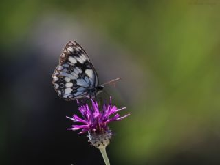 Orman Melikesi (Melanargia galathea)