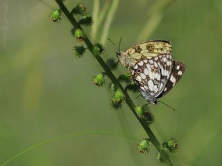 Orman Melikesi (Melanargia galathea)