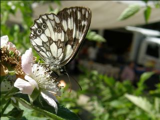 Orman Melikesi (Melanargia galathea)