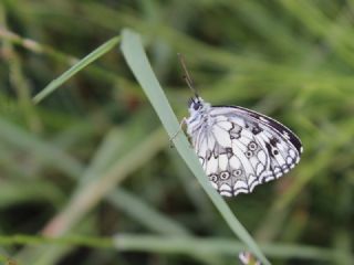 Orman Melikesi (Melanargia galathea)