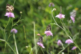 Orman Melikesi (Melanargia galathea)