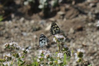 Orman Melikesi (Melanargia galathea)