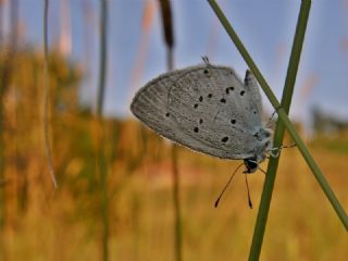 Fransz Everesi (Cupido alcetas)