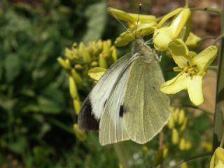 Byk Beyazmelek  (Pieris brassicae)