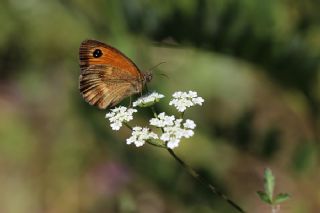 Pironiya (Pyronia tithonus)