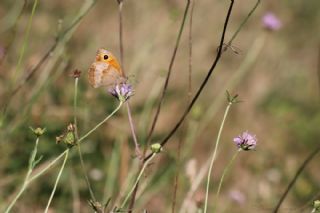 �ay�r Esmeri&nbsp;(Maniola&nbsp;jurtina)