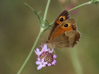 �ay�r Esmeri&nbsp;(Maniola&nbsp;jurtina)